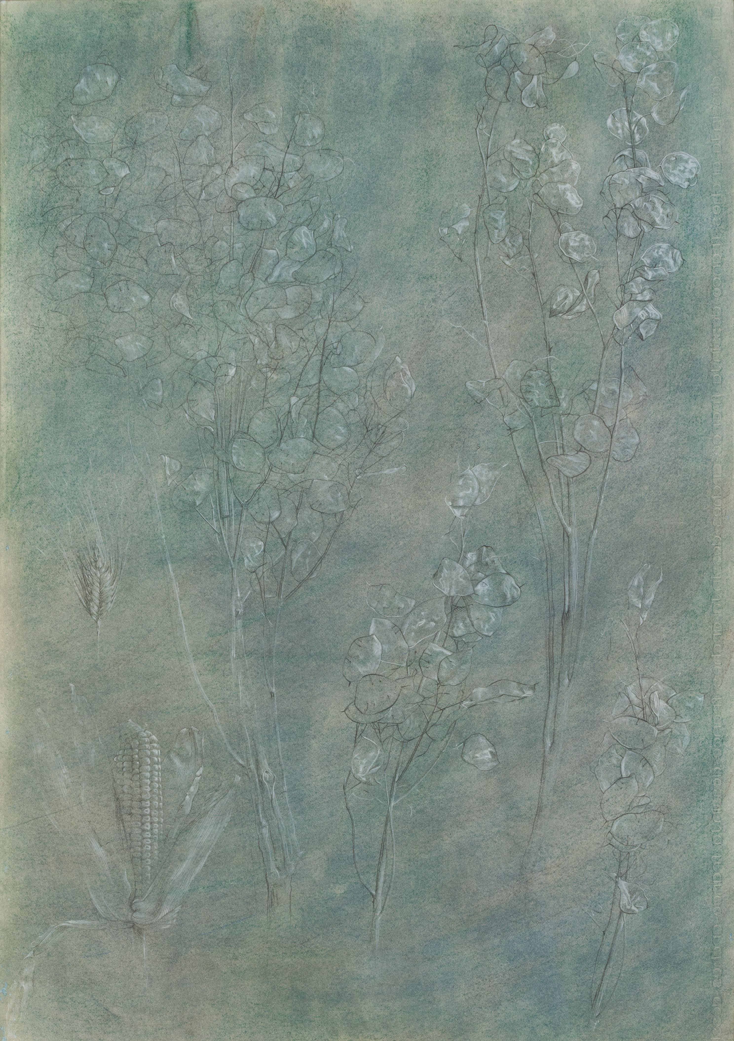Blue Plant Study